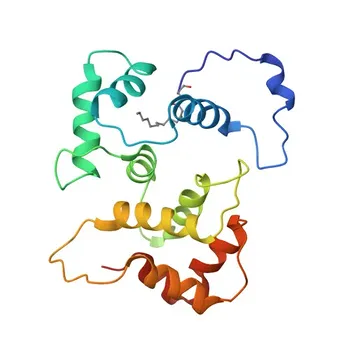 Anti-HPCAL1 Rabbit Polyclonal Antibody for WB, IP, ELISA - P37235