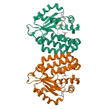 Anti-DCK Rabbit Polyclonal Antibody for WB, IHC-P, IF/ICC, ELISA - P27707