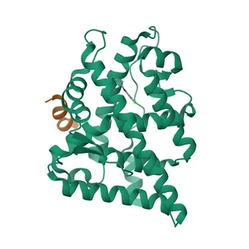 Anti-Androgen Receptor Rabbit Polyclonal Antibody for WB, IF/ICC, ELISA - P10275