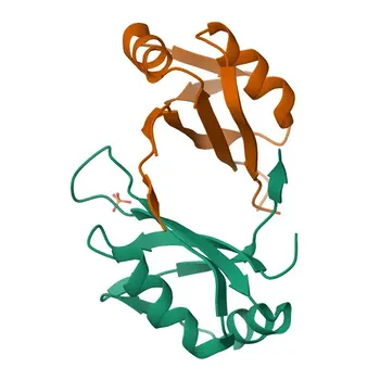 Anti-Musashi-2 (MSI2) Anticorpo Monoclonal de Coelho para WB, IHC-P, ELISA - Q96DH6