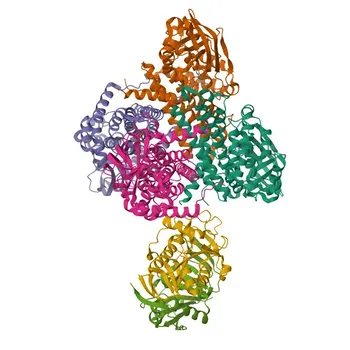 Anti-ETFA Rabbit Polyclonal Antibody [KO Validated] - P13804