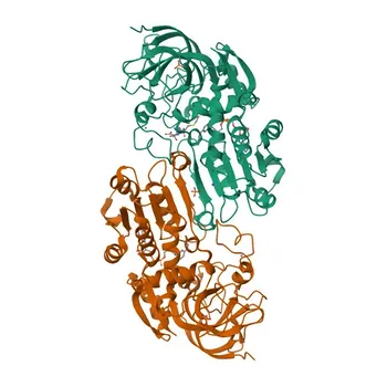 Anticorpo policlonale coniglio Anti-ADH5/GSNOR per WB, IF/ICC, ELISA - P11766
