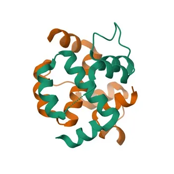 Anticorpo Policlonale Anti-FGFR1OP per WB, ELISA - O95684