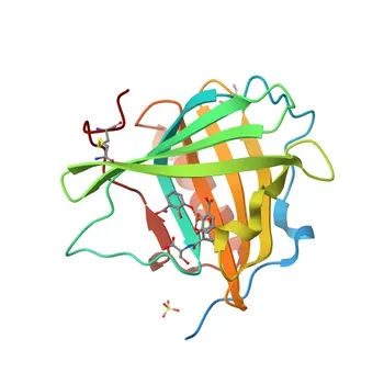 Lipocalin-2/NGAL Rabbit pAb - P80188