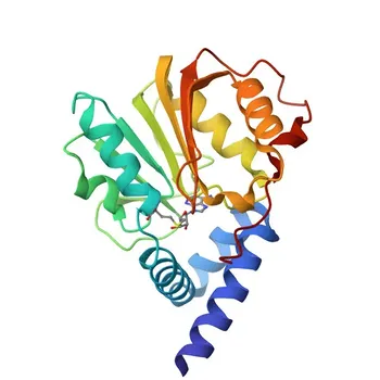 Anti-RRP8 Polyclonal Antibody for WB, ELISA - O43159