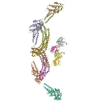 Anti-DNM1 Rabbit Polyclonal Antibody for WB and ELISA - Q05193