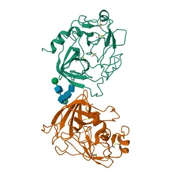 Anti-Granzyme B Polyclonal Antibody for WB, IF-P, IHC-P, ELISA - P10144