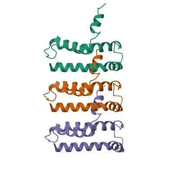 Anti-NINJ1 Rabbit Polyclonal Antibody for WB, ELISA - Q92982