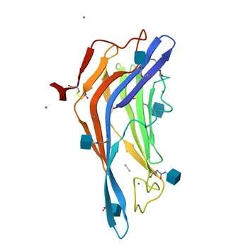 Anti-CD107b (LAMP2) Rabbit Polyclonal Antibody for WB, ELISA - P17047