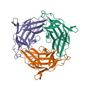 Anti-MYRF Polyclonal Antibody for WB and ELISA - Q9Y2G1