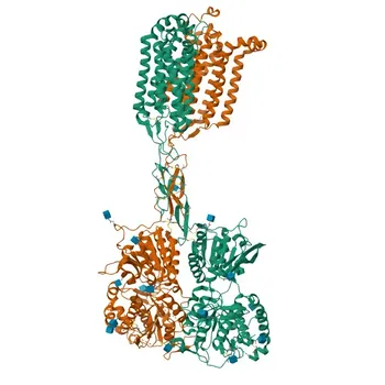 Anti-TAS1R2 Rabbit Polyclonal Antibody for WB and ELISA - Q8TE23
