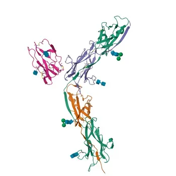 Anti-Tamm Horsfall Glycoprotein Polyclonal Antibody for WB, IF-P, ELISA - P07911