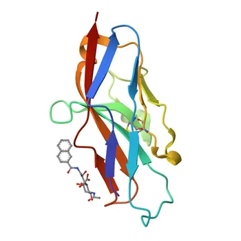 Siglec1 Rabbit pAb - Q62230