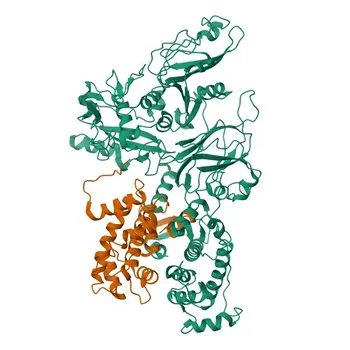 Anti-[KO Validated] Calpain 2 Rabbit Polyclonal Antibody for WB, IHC-P, ELISA - P17655