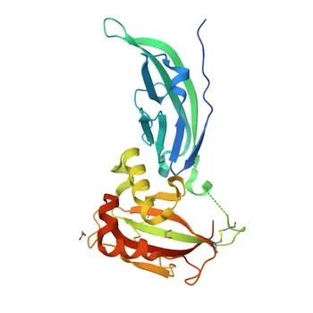 Anticorpo policlonale Anti-DAG1 per WB, IF/ICC, ELISA - Q14118