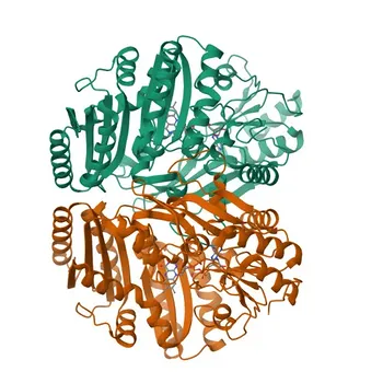 Anti-D2HGDH Polyclonal Antibody for WB and ELISA - Q8N465
