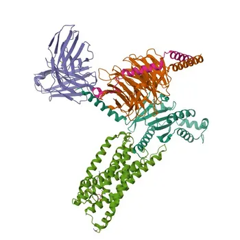 Anti-P2RY10 Rabbit Polyclonal Antibody for WB, ELISA - O00398