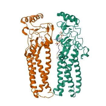 Anti-ZDHHC20 Rabbit Polyclonal Antibody for WB and ELISA - Q5W0Z9