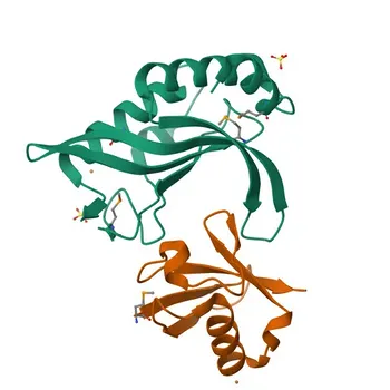 Kaninchen-Polyclonale Anti-TSG101/VPS23 Antikörper für WB, IF/ICC, ELISA - Q99816