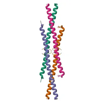 Anticorpo policlonale Anti-RUNX1T1 per WB, ELISA - Q06455