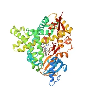 Anti-Aromatase (CYP19A1) Polyclonal Antibody for WB - P11511