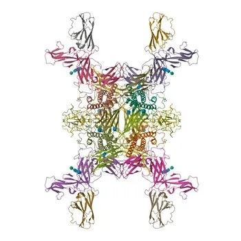 Anti-IL12A Polyclonal Antibody for WB, ELISA - P29459