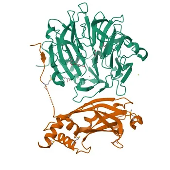 Anticorpo policlonale di coniglio Anti-RPGRIP1 per IF-P e ELISA - Q96KN7