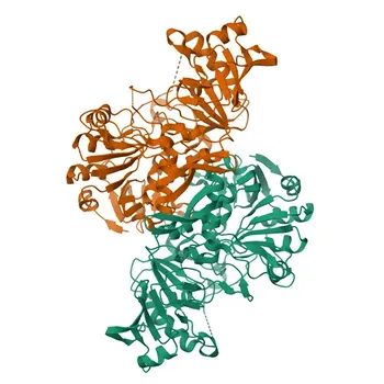OXCT1 (SCOT) Kaninchen-polyklonaler Antikörper für WB, ELISA – P55809
