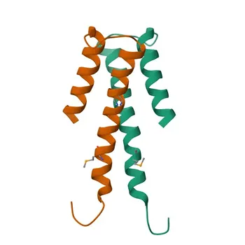 Anti-HEY1 Rabbit Polyclonal Antibody for WB, IF/ICC, ELISA - Q9Y5J3