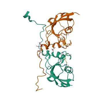 Anti-FDX1 Polyclonal Antibody for WB and ELISA - P10109
