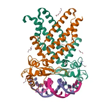 Activator protein 2 (AP-2/TFAP2A) Rabbit pAb - P05549