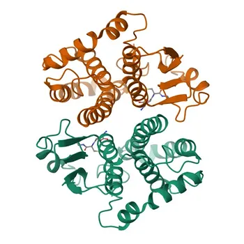 Anticorpo policlonale anti-GSTM1 per WB, ELISA - P09488