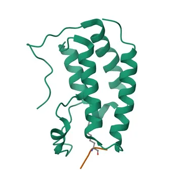 Anti-BCLAF1 Polyclonal Antibody for WB and ELISA - Q9NYF8