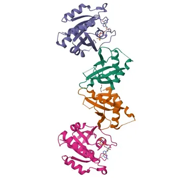 Anti-RASIP1 Rabbit Polyclonal Antibody for WB, IF/ICC, ELISA - Q5U651