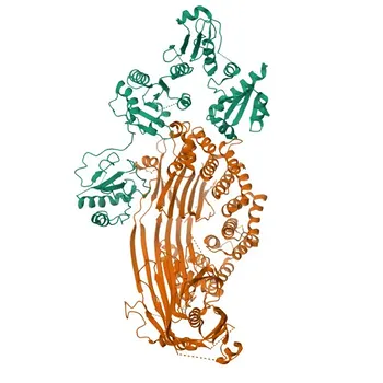 Anticuerpo Monoclonal de Conejo Anti-P4HB para WB, IHC-P, ELISA - P07237