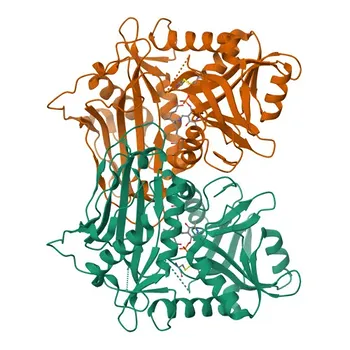 Anti-BCAT1 Rabbit Polyclonal Antibody for WB, IF/ICC, ELISA - P54687