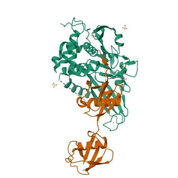 Anticorpo Policlonale di Coniglio Anti-USP21 per WB, IF/ICC, ELISA - Q9UK80