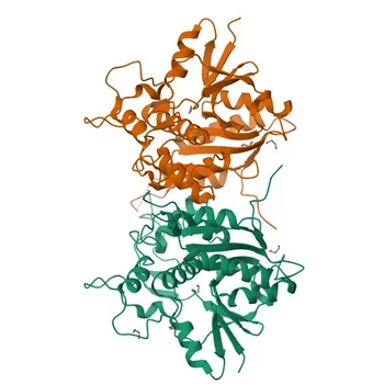 [KO Validated] Anti-ATG4A Rabbit Polyclonal Antibody for WB, ELISA - Q8WYN0