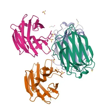 Anti-LGALSL Rabbit Polyclonal Antibody for WB and ELISA - Q3ZCW2