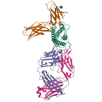 Anticorpo monoclonale di coniglio anti-EBI3 per WB, ELISA - Q14213