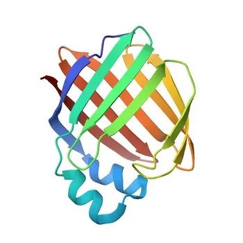 Anti-RBP7 Polyclonal Antibody for WB, IF/ICC, ELISA - Q96R05