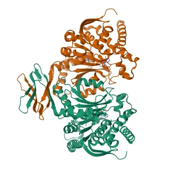 Anti-IDH1 Polyclonal Antibody for WB, IF/ICC, ELISA - O75874