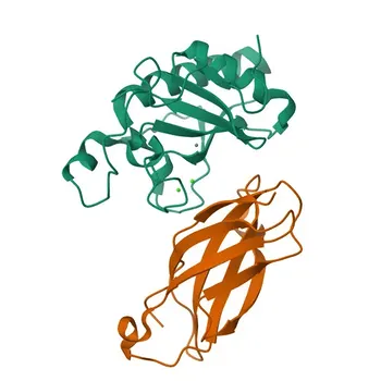 Anti-SHH Rabbit Polyclonal Antibody for WB, ELISA - Q62226