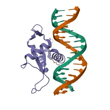 FOXG1 Rabbit pAb - P55316