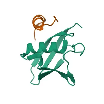 Anti-UBL5 Rabbit Polyclonal Antibody for WB and ELISA - Q9BZL1