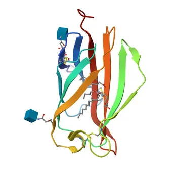 Anti-LY96 Rabbit Polyclonal Antibody for WB, ELISA - Q9Y6Y9