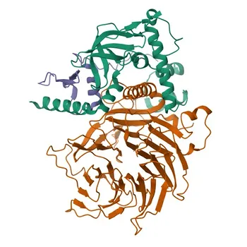 Anticorpo Policlonais Anti-LIN9 para WB, ELISA - Q5TKA1