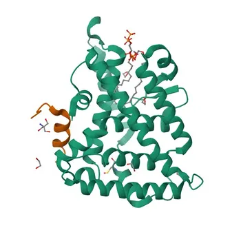 Anti-NR0B1 Polyclonal Antibody for WB, IF/ICC, ELISA - P51843