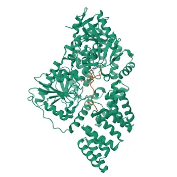 Anticorpo Policlonal de Coelho Anti-Citoceratina 7 (KRT7) para WB, IF-P, ELISA - P08729