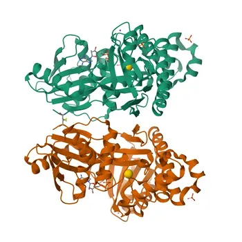 Anticorpo policlonale coniglio anti-GALK1 per WB, ELISA - P51570